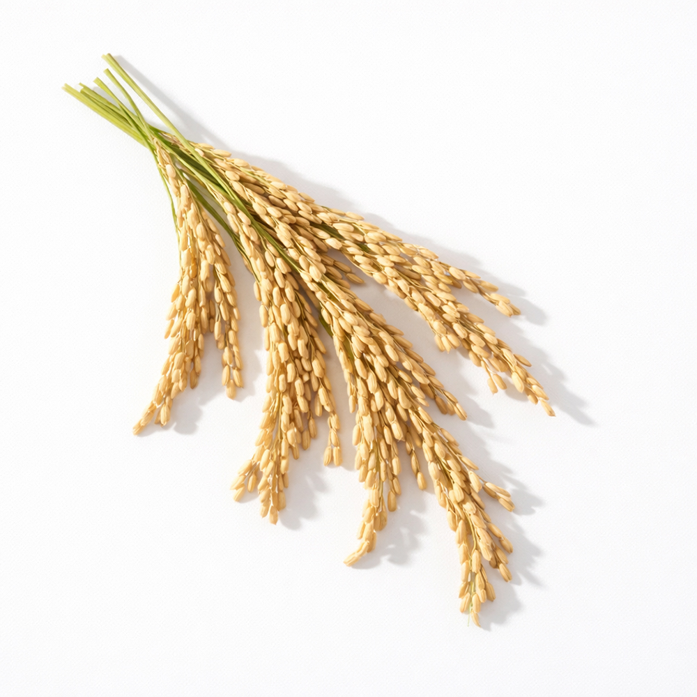 Plantester-Rice Bran